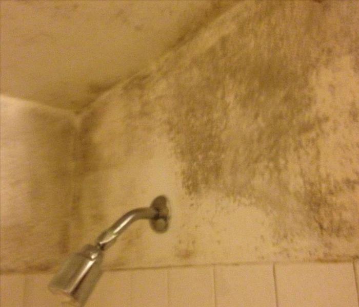 shower head, mold stains on walls and ceiling, the tiled wall in bathroom