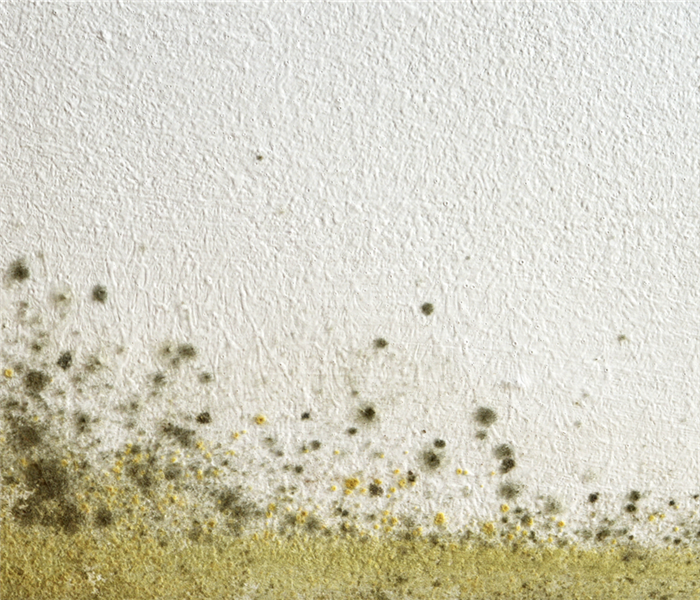 Green and yellow mold growing on a wall. 